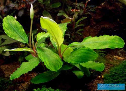 Bucephalandra sp. Shine Green, Sokan 4 5.jpg